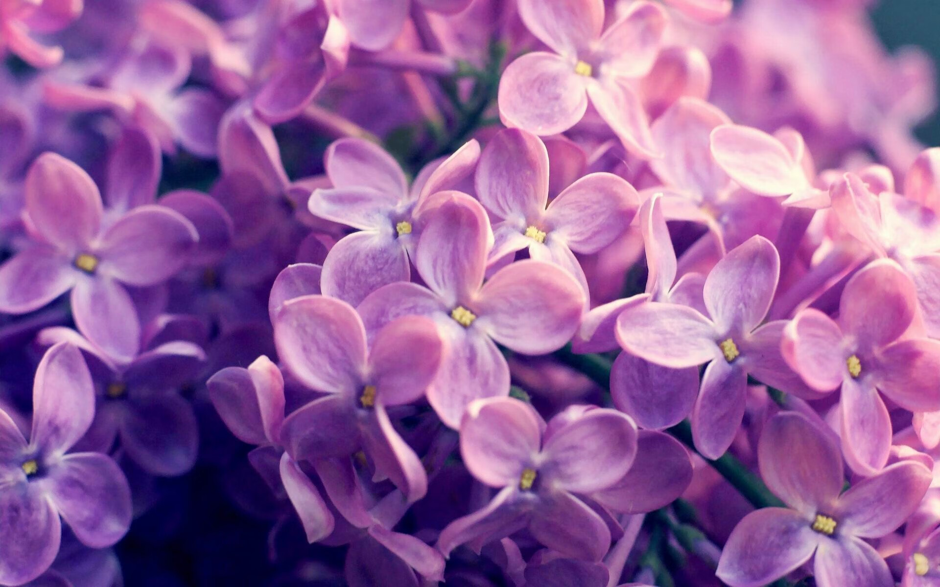 利刃出鞘,堡垒永固,阿劳霍惊艳四座,墨西哥粉碎美国铁王座梦