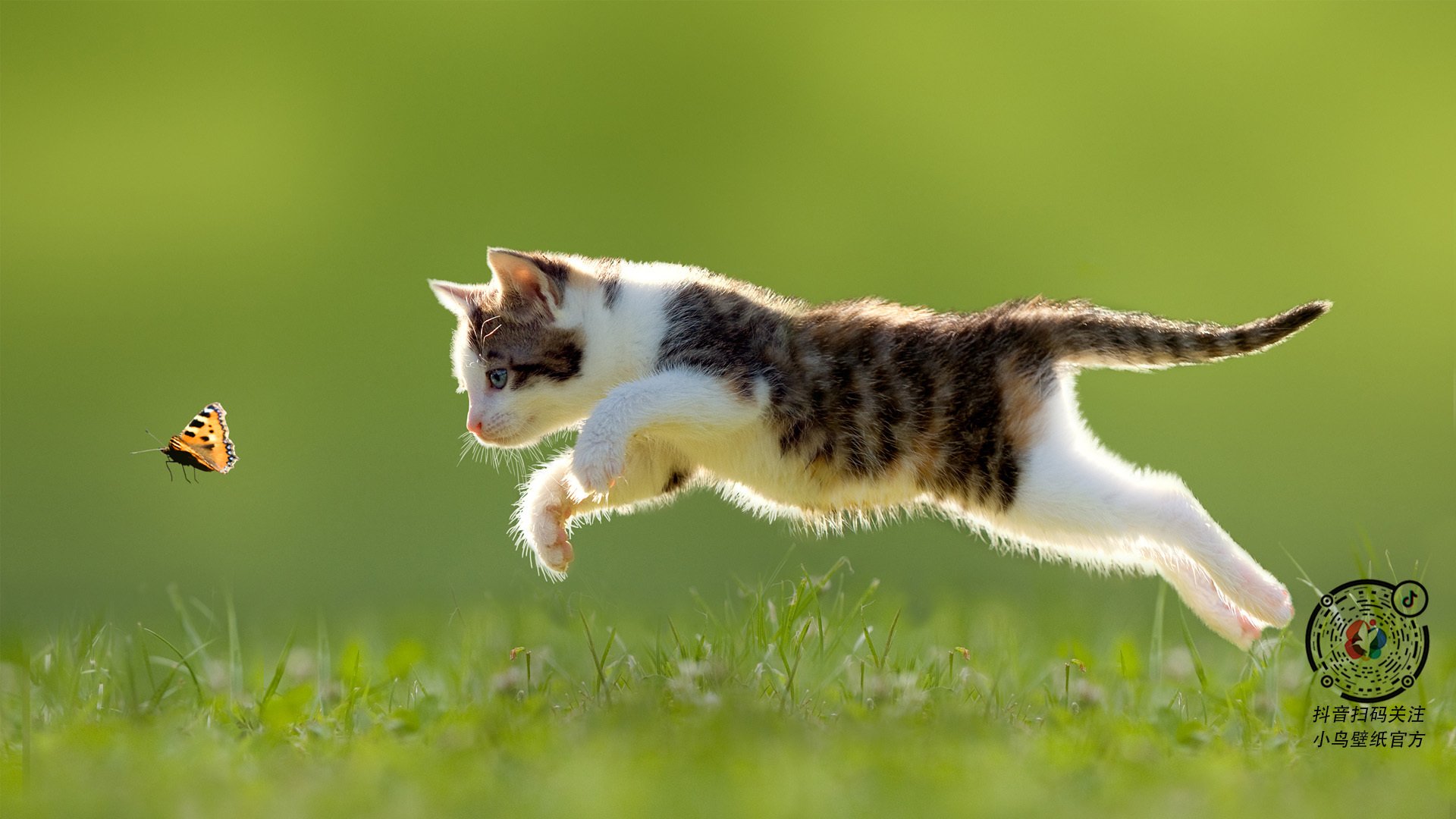 悬于一线的皎月,迪马利亚爆发的夜晚与一个时代的优雅残响