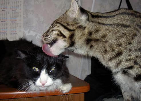 紫百合奇迹，欧冠决赛，佛罗伦萨如何以弱胜强打穿皇家社会？