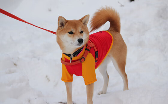 银河奔涌,孤星闪耀,当杜兰特的高光遇见凯尔特人的整体胜利