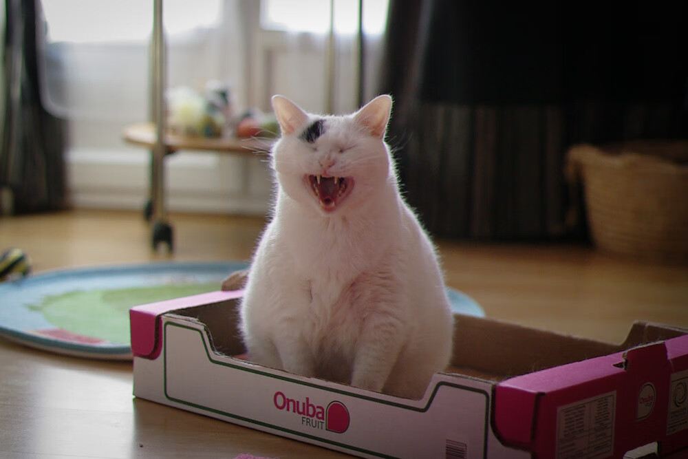 恒定与爆裂，塔图姆的稳定艺术与雄鹿的绝杀魔幻