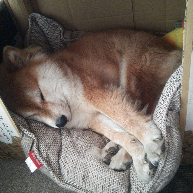 陨石与樱花,当梅西的左脚照亮横滨之夜